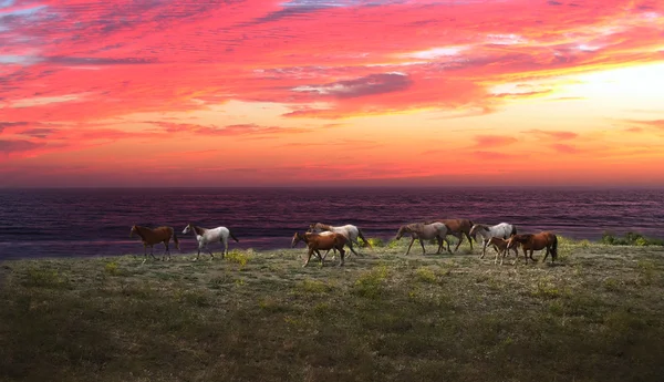 Amerikai vad musztáng lovak — Stock Fotó