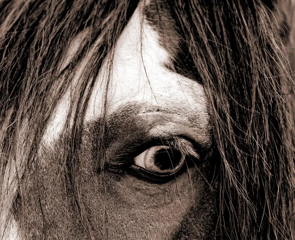 L'occhio di un cavallo selvaggio mustang — Foto Stock