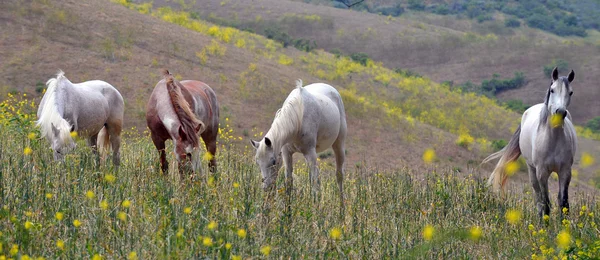 Cavalos mustang selvagens americanos — Fotografia de Stock