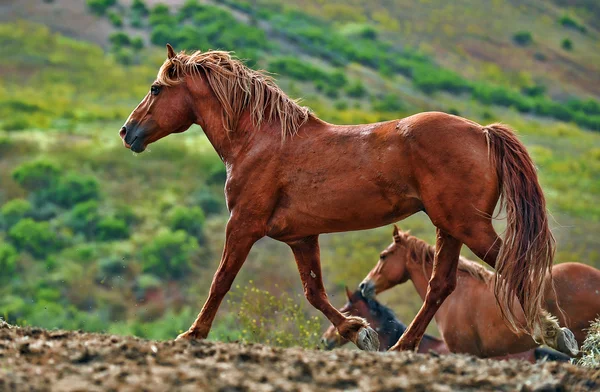 アメリカの野生のムスタングの馬 — ストック写真