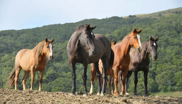 Amerykański dziki mustang koni — Zdjęcie stockowe