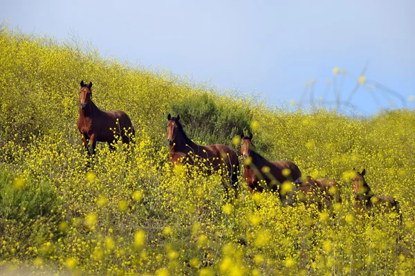 Caballos mustang salvajes americanos — Foto de Stock