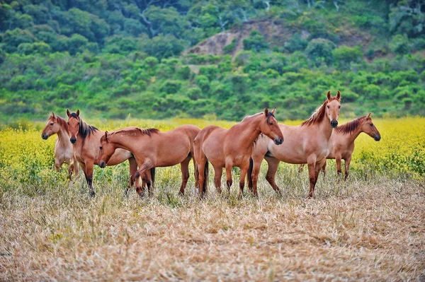 Amerykański dziki mustang koni — Zdjęcie stockowe