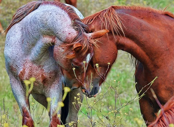 Nuzzle — Stockfoto