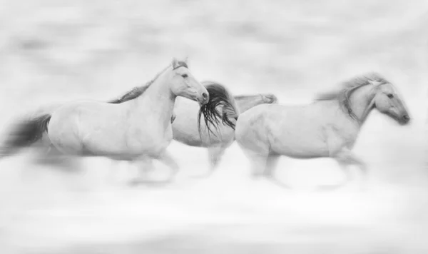 Sonhando com cavalos selvagens — Fotografia de Stock