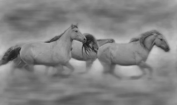 Vahşi atların rüya — Stok fotoğraf