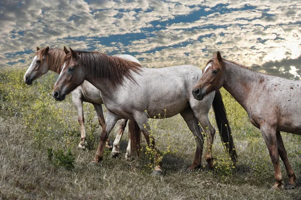 Amerykański dziki mustang koni — Zdjęcie stockowe