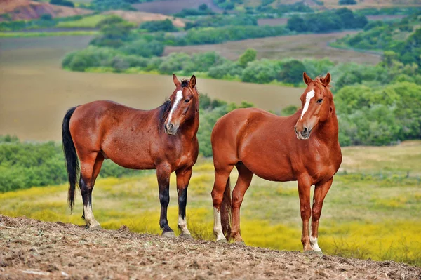 Amerikanische wilde Mustang Pferde — Stockfoto