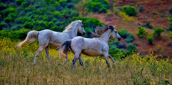 Running Free — Stock Photo, Image