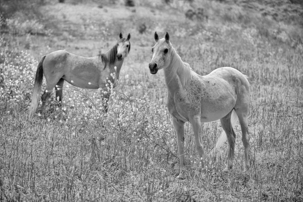 Mustangs selvagens americanos — Fotografia de Stock