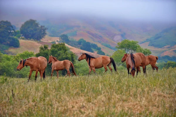 Американський диких коней — стокове фото