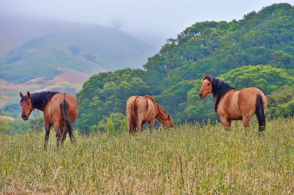 American Wild Horses — Stock Photo, Image