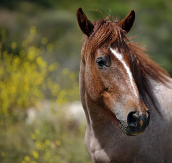 Αμερικανική mustang άγρια άλογα — Φωτογραφία Αρχείου