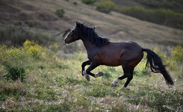 American wild mustang horses Stock Photo