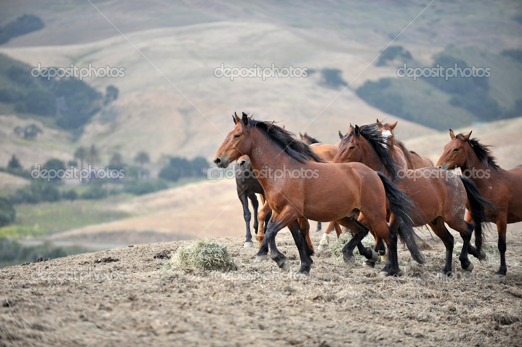 American wild mustang horses — Stock Photo © alancrosthwaite 14074650
