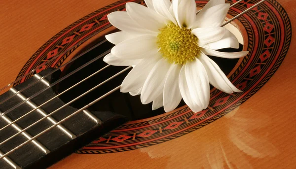 Гітара і квітка — стокове фото