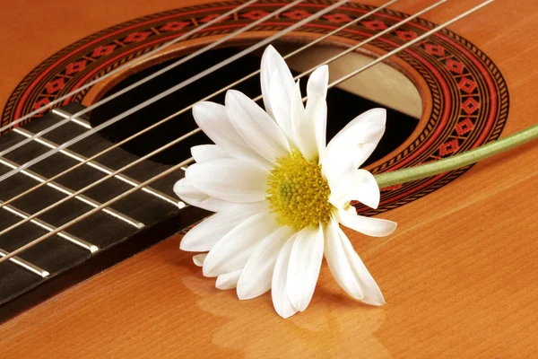 Гітара і квітка — стокове фото