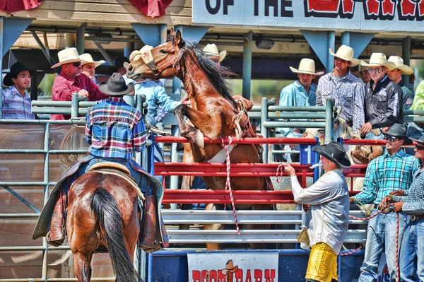 Cowboys participate in the Independence Day Team Roping Competition — Stock Photo, Image