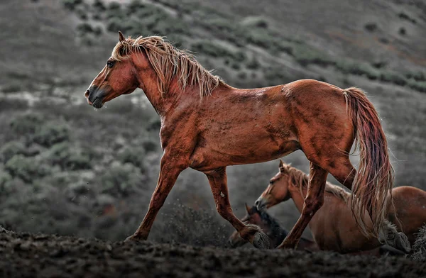 Hästar på ett fält — Stockfoto