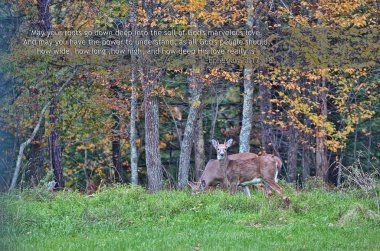 Deers during rutting season in Autumn Fall clipart