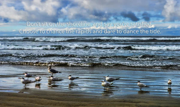Group of seagulls on the beach — Stock Photo, Image