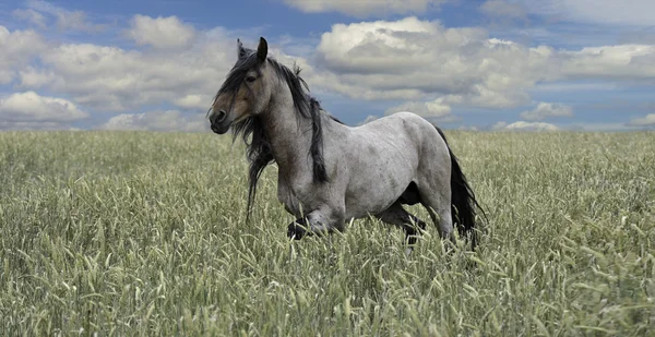 Um cavalo selvagem caminha por um campo . — Fotografia de Stock