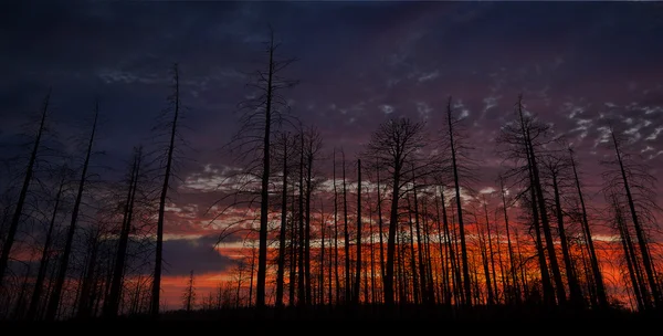 Siluetu stromy lesa s barevnými zamračenou oblohou — Stock fotografie