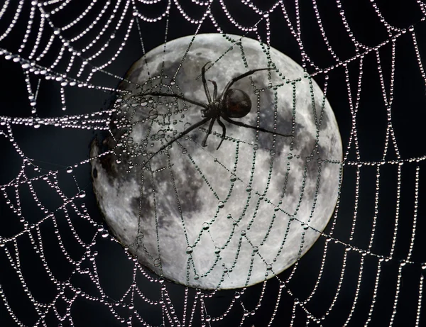 Spider web over moon — Stock Photo, Image