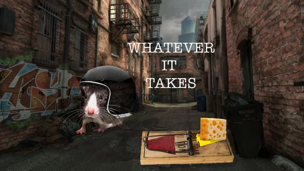 Rat avec casque, piège à souris avec fromage . — Photo
