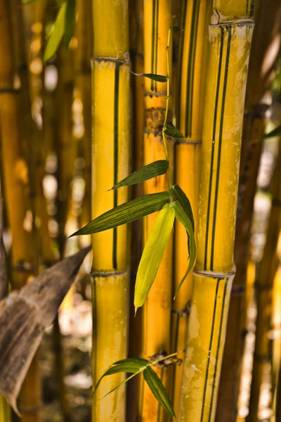 Yellow bamboo — Stock Photo, Image