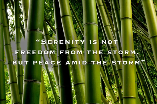 Gröna lövträ bambu. — Stockfoto