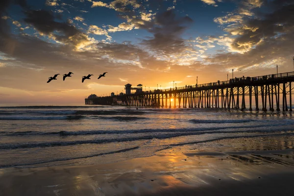 Pelicans at Oceanside Pier — Stock Photo, Image