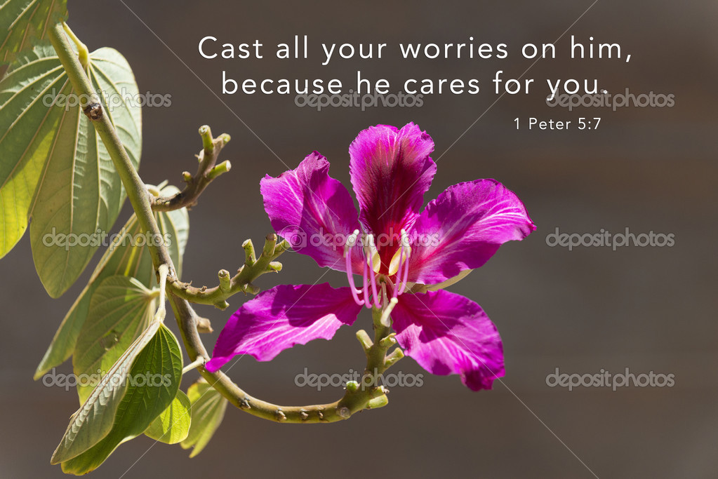 Images hibiscus quote Hibiscus with quote — Stock Photo
