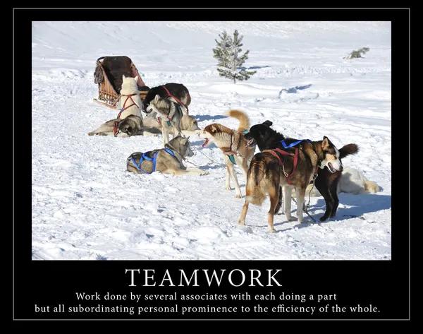 Cani a slitta con citazione Teamwork — Foto Stock