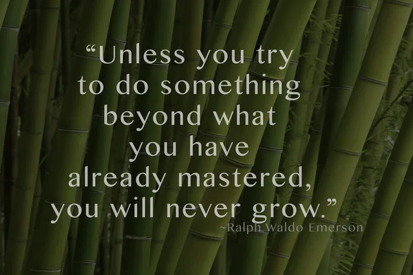 Stalks of hardwood bamboo with quote — Stock Photo, Image