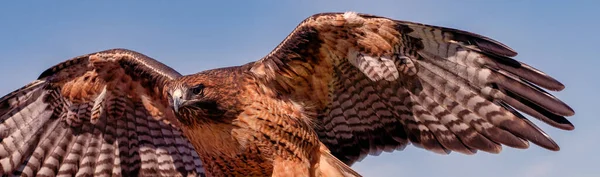 Hawk Wings Spread — Stock Photo, Image