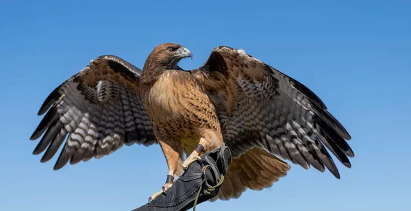 Hawk Trainer Glove — Stock Photo, Image