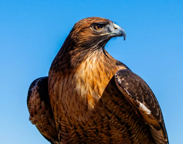 Majestic Hawk Est Gros Plan Avec Beaucoup Détails Dans Visage Photo De Stock