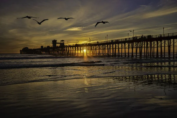Pássaros Passam Pelo Cais Oceanside Sunset Oceanside Fica Milhas Norte — Fotografia de Stock