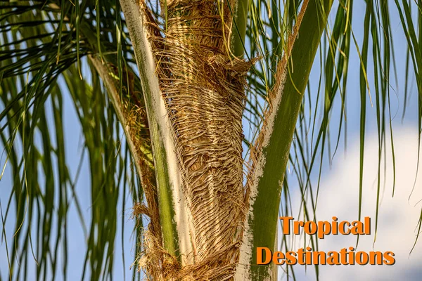Destinos Tropicales Una Palmera Naturalmente Grandes Vibraciones Vacaciones —  Fotos de Stock