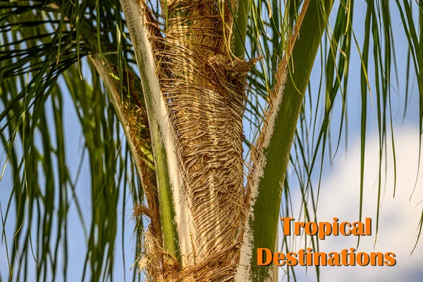 Destinazioni Tropicali Una Palma Naturalmente Grandi Vibrazioni Vacanza Immagini Stock Royalty Free