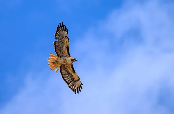 Hawk Soars Thermals Menifee California Usa — Stock Photo, Image