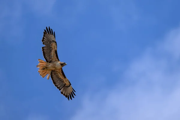 Soaring Hawk Menifee California Usa — Stock Photo, Image