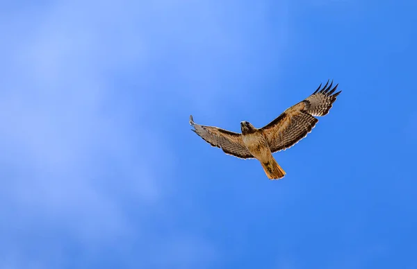 Soaring Hawk Taken Menifee California Home Many Hawks Refuse Average — Stock Photo, Image