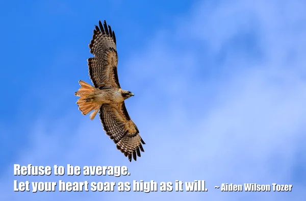 これは 多くのタカ達の本拠地であるカリフォルニア州メニフィーで撮影された高騰する鷹です 平均を拒否します あなたの心はそれと同じくらい高く舞い上がるようにしなさい アイデン ウィルソン トーザーの引用 — ストック写真
