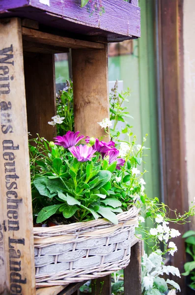 Flores rosas plantadas en cesta —  Fotos de Stock