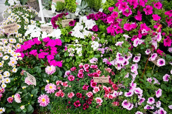 Loja de flores com plantas rosa e branco — Fotografia de Stock