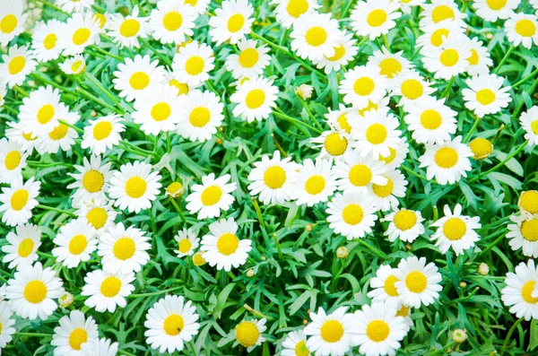 สนามดอกไม้ดอกเดซี่ — ภาพถ่ายสต็อก