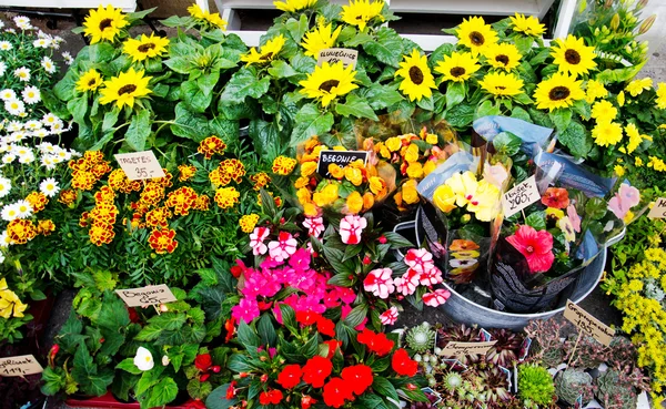 Bloemenwinkel met kleurrijke planten — Stockfoto