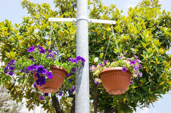 Parlak çiçek tencerelerde astı — Stok fotoğraf